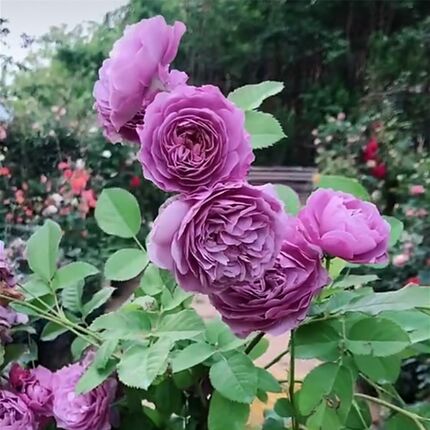 爬藤月季花苗特大浓香藤本欧月蔷薇老桩四季开花不断植物盆栽庭院