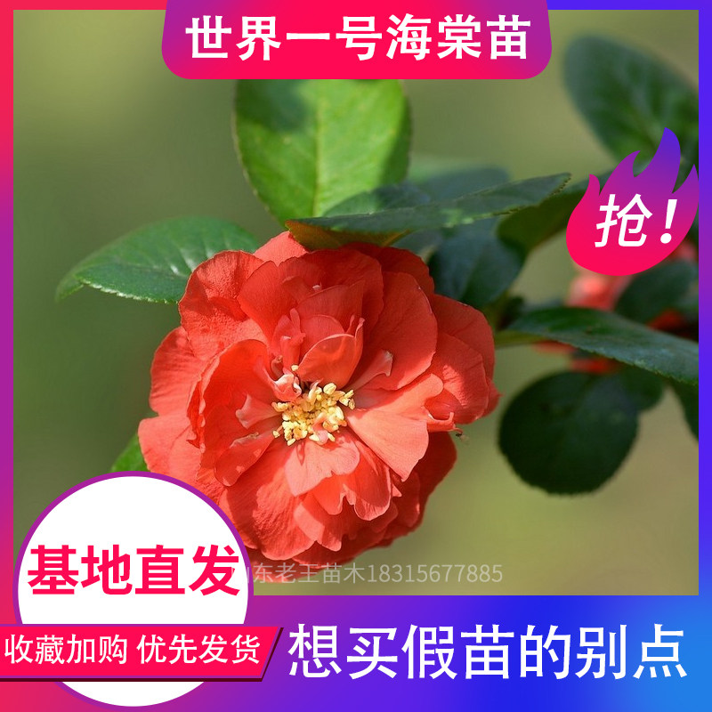 山东老王苗木 一海棠带梅腊梅红树苗盆景盆栽室内绿花苞