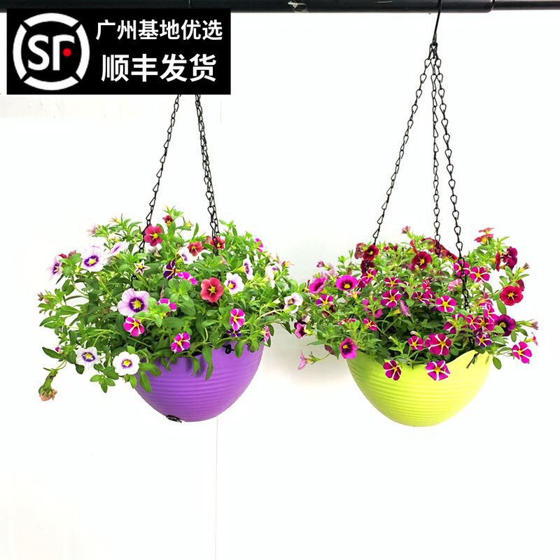 百万小玲舞春花 四季开花盆栽绿植吊篮垂吊植物阳台花园花卉带花