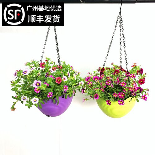 百万小玲舞春花 四季开花盆栽绿植吊篮垂吊植物阳台花园花卉带花