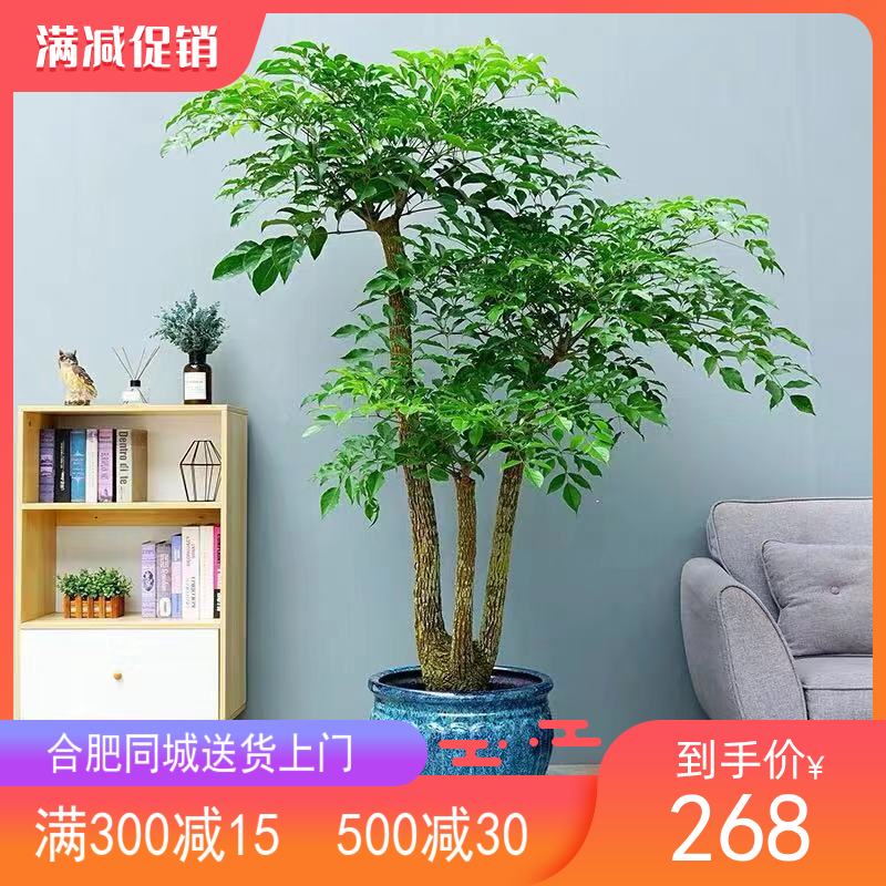 幸福树 开业乔迁送礼盆栽植物室内客厅办公花卉绿植盆景 合肥同城