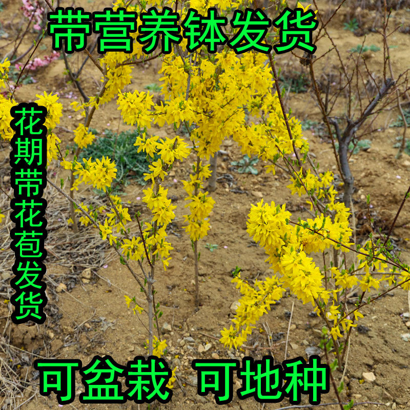 迎春花树苗盆栽盆景老桩熟桩四季常青攀援爬藤植物花卉室内阳台