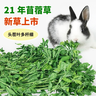 21年新 兔子豚鼠龙猫幼兔干草牧草饲料兔粮毛重1kg 头茬苜蓿草