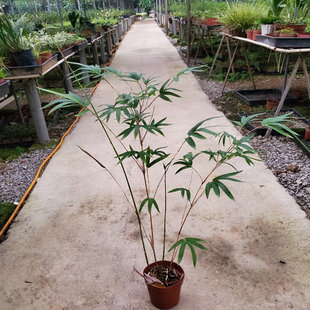 小琴丝竹 文人竹苗板桥竹杆子有竖纹阳台书房窗台室内绿植观赏竹