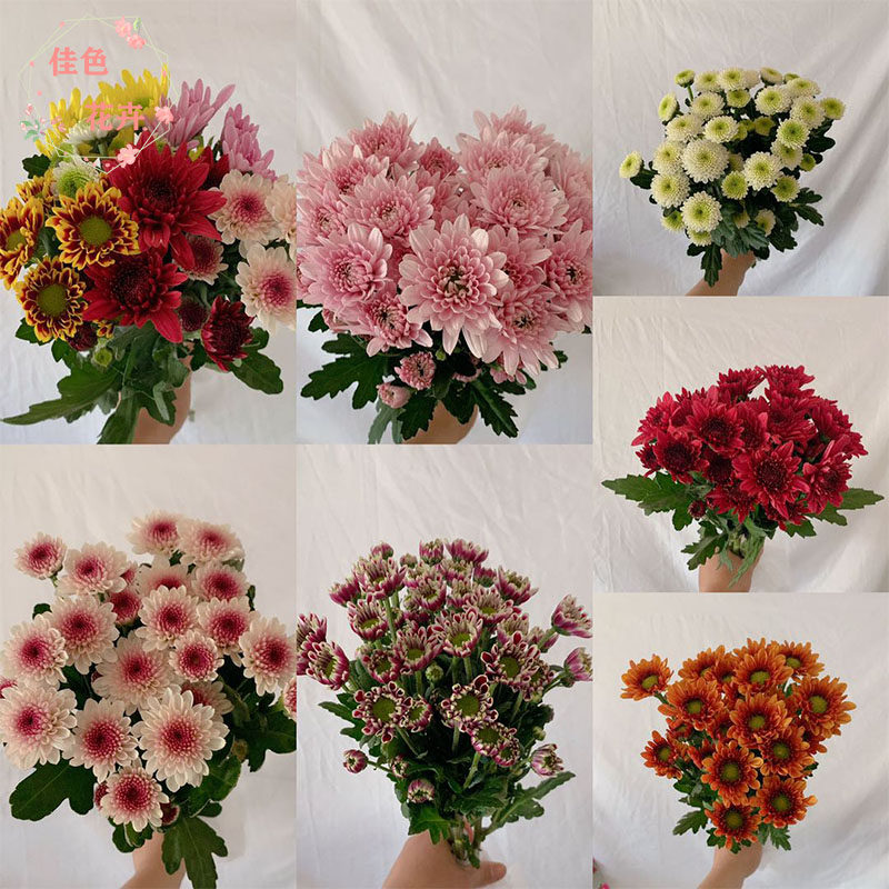 云南昆明小雏菊鲜花直批一扎花束速递插花家用水养办公室公司热销