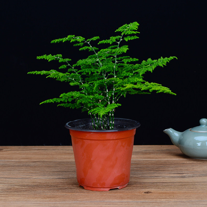 云竹紫砂盆景唐山云竹矮文竹办公室内矮生文竹盆栽桌面绿植客厅