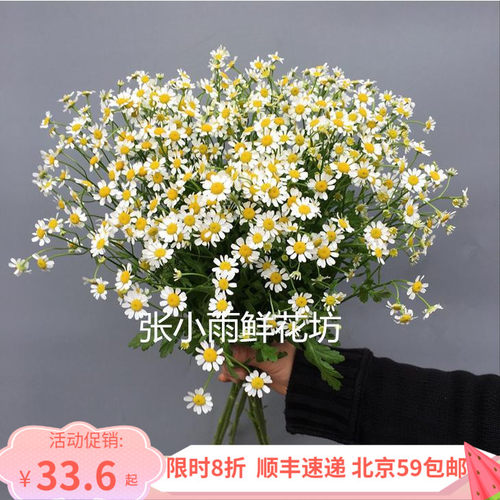北京鲜花速递 家庭DIY瓶插花 洋甘菊鲜切花 迷你清新新娘手捧花材