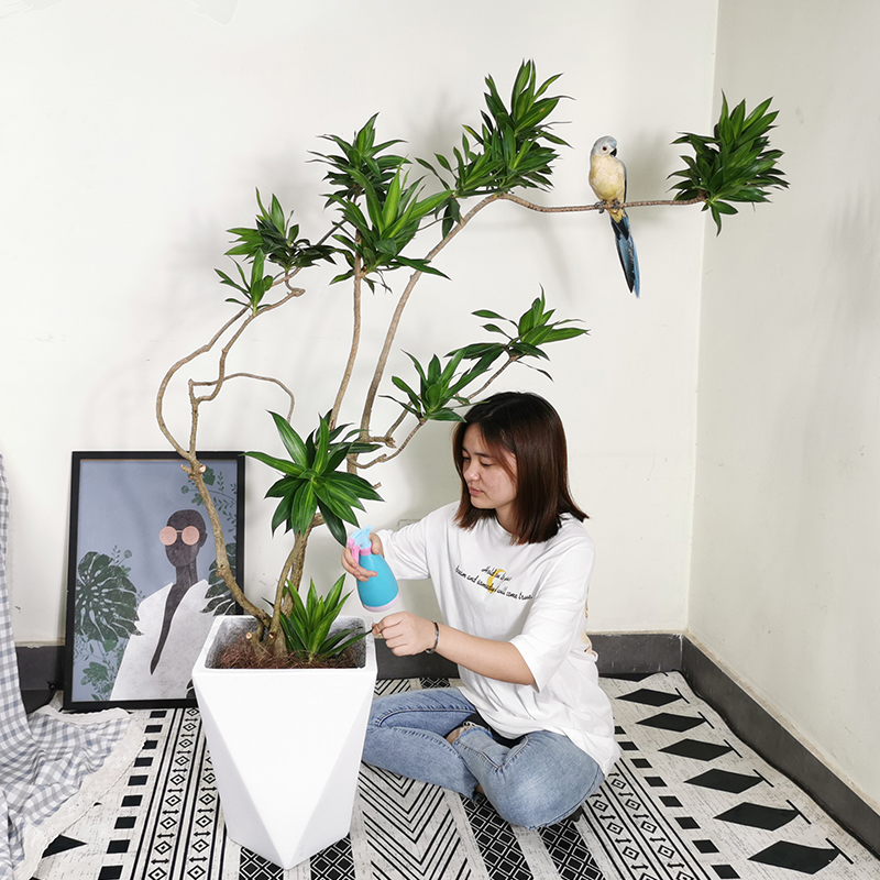 百合竹大型室内观叶盆栽植物细叶龙血树净化空气绿植好养活花卉