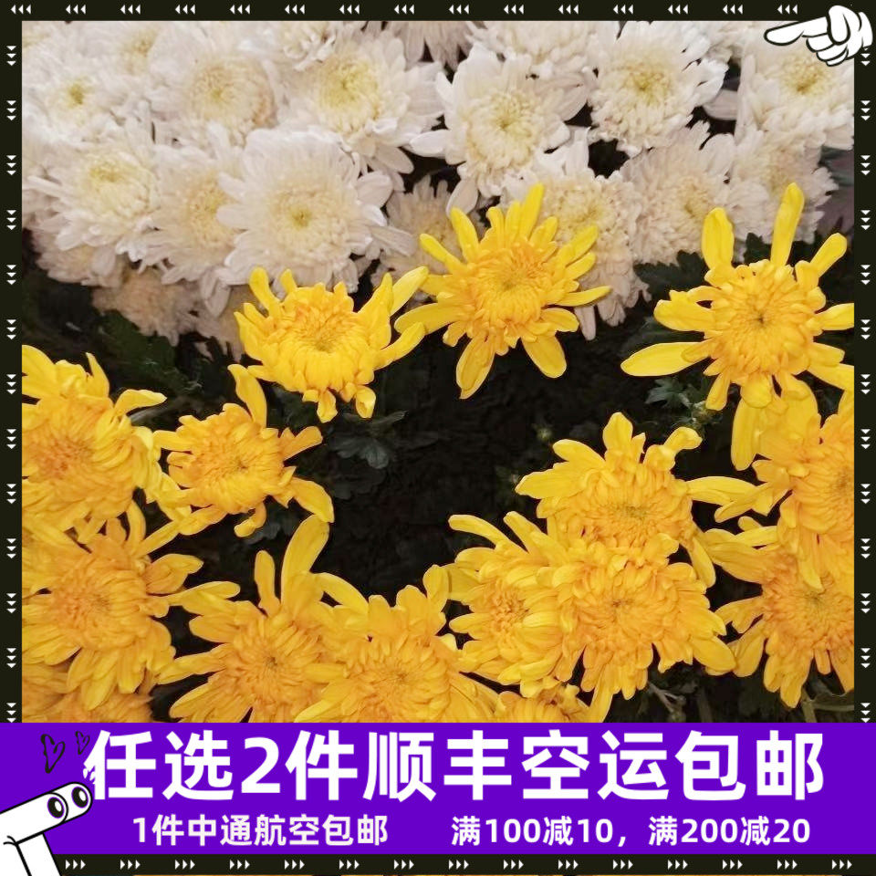 家用鲜花菊花祭祖黄白大菊花鲜花直批直供云南基地昆明家用水养