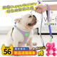 背心式 撞色胸背夏季 狗狗牵引绳项圈小型犬法斗 Gallery 韩国Puppy
