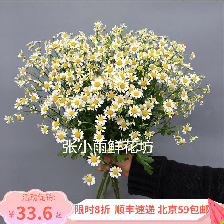 北京鲜花速递 家庭DIY瓶插花 洋甘菊鲜切花 迷你清新新娘手捧花材