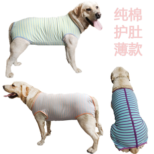 春夏薄款大型犬背心金毛护肚子包肚衣服纯棉背部拉链母狗断奶绝育