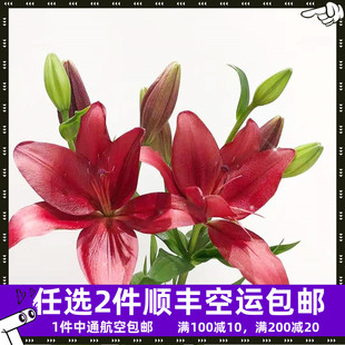 云南鲜花直发红宝石红色母亲节亚百合斗南水养家用婚礼空运鲜切花