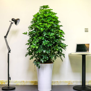 鸭脚木鸭掌木盆栽水培植物室内树客厅