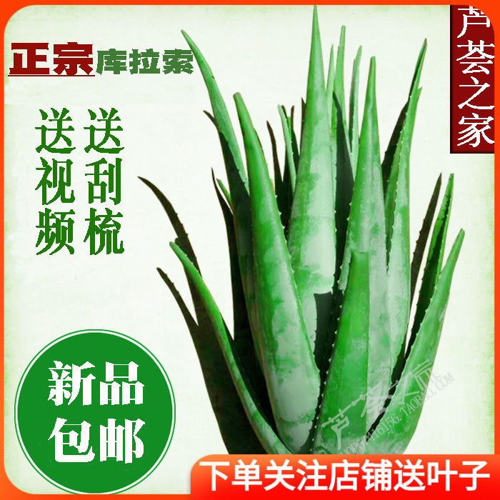 美国库拉索盆栽绿植大芦荟新鲜采摘美容食用美容院用包邮
