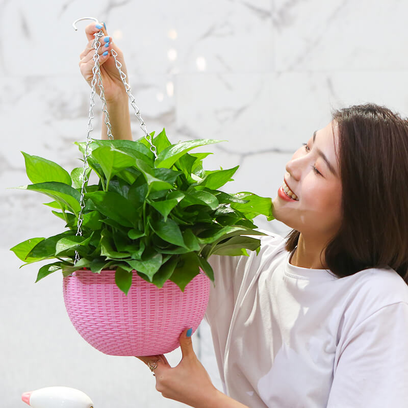 绿萝吊兰绿箩植物室内吸甲醛小盆栽绿植办公室桌面客厅上海同城送