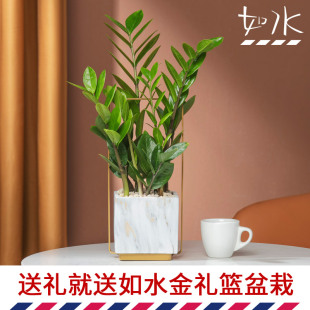 送礼就送如水金礼篮盆栽 金钱树 容易养办公室桌面水培植物小绿植