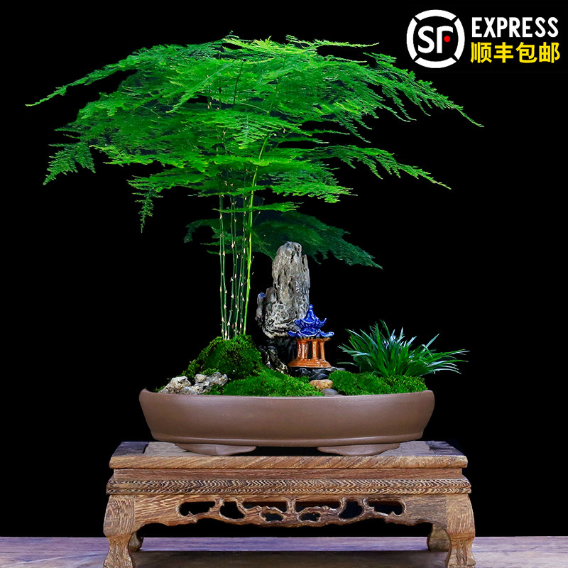 大文竹盆栽假山造型盆景植物室内客厅办公桌花卉绿植四季常青苗