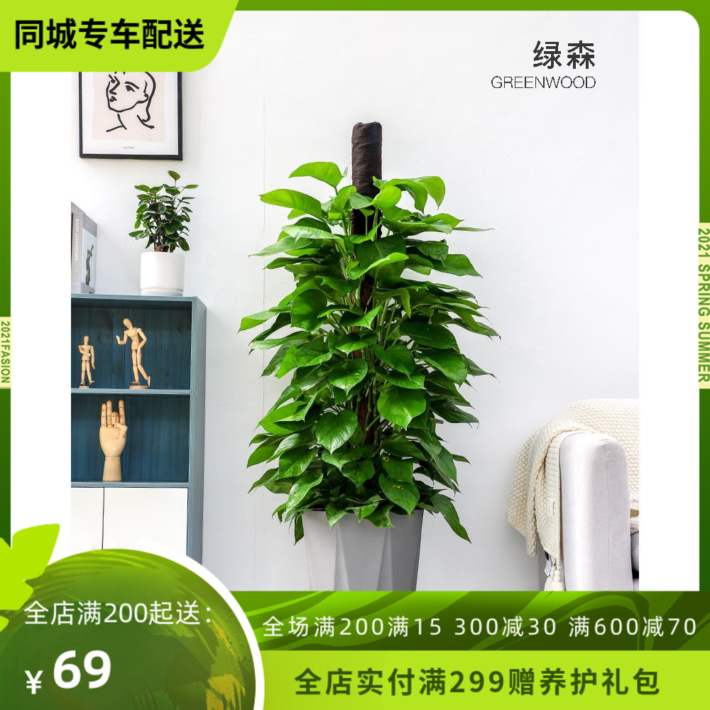 杭州绿森绿萝盆栽室内办公室吸甲醛大叶绿萝柱大型植物乔迁开业