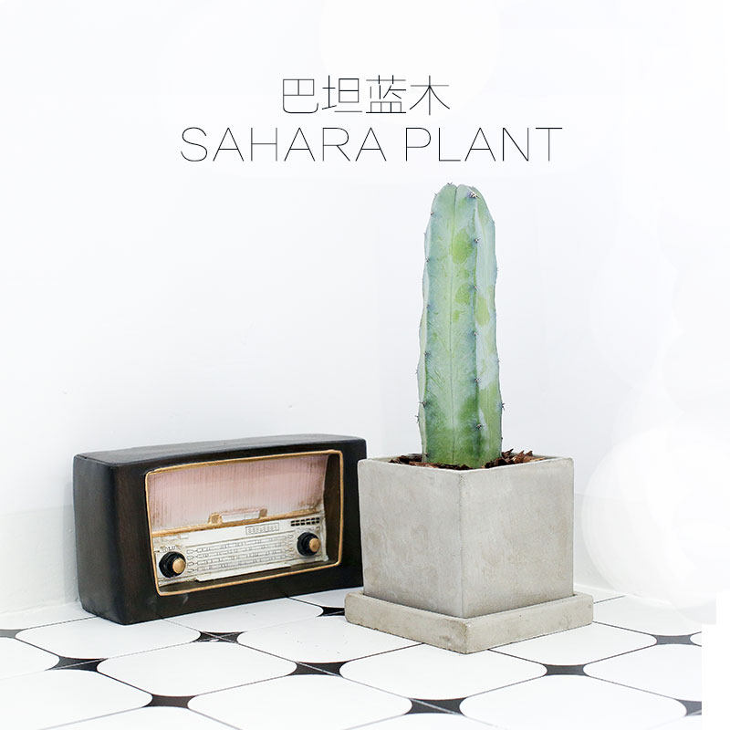 稀有品种仙人球仙人柱沙漠仙人掌 巴坦蓝木北欧风防辐射多肉开花