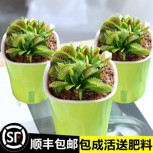 超大捕蝇草盆栽幼儿园驱蚊植物猪笼草食虫茅膏菜食人花卉水培绿植