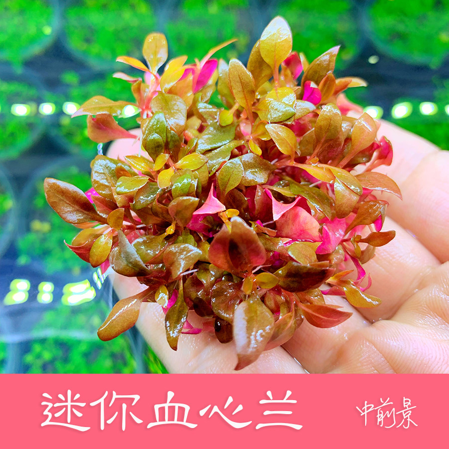 鱼缸水草 前景草 中景草 迷你血心兰??迷你水草 红色前景草