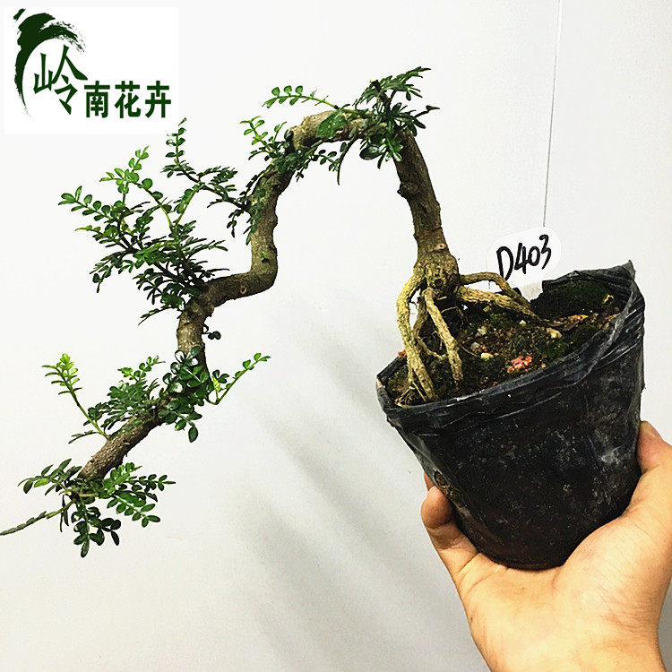 清香型木盆景室内桌面小型盆景紫檀九里香小叶福建茶老桩盆景树桩
