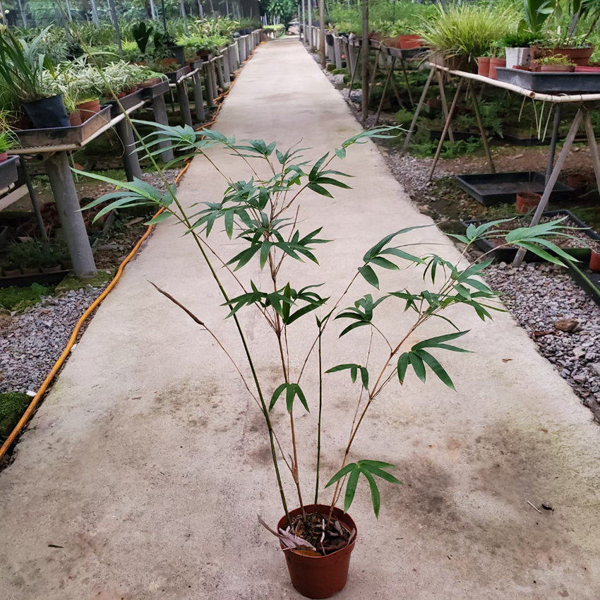 小琴丝竹 文人竹苗板桥竹杆子有竖纹阳台书房窗台室内绿植观赏竹