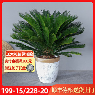 苏铁盆栽 大型室内绿植客厅室外办公室除甲醛净空气盆景观叶植物