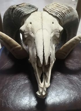 羊头骨骼摆件挂饰品家装真标本装饰复古纯手工制作招财特色手工艺