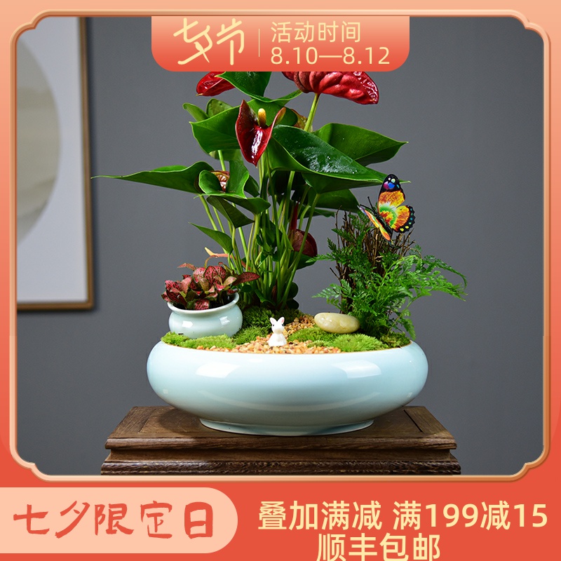 红掌盆栽一帆风顺盆景室内鸿运当头办公客厅花卉绿植净化空气植物