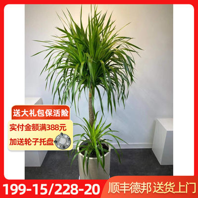 龙血树龙须树棒棒糖造型工业风复古简约吸甲醛客厅大型植物盆栽