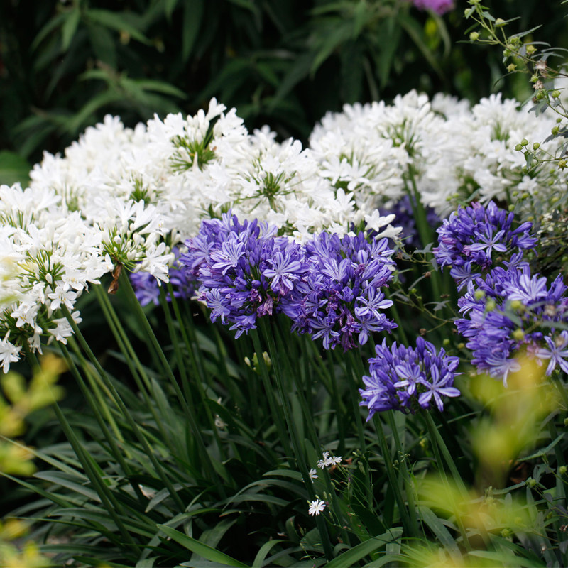 海蒂的花园  海妈家高丛矮丛百子莲多年生常绿花卉盆栽苗