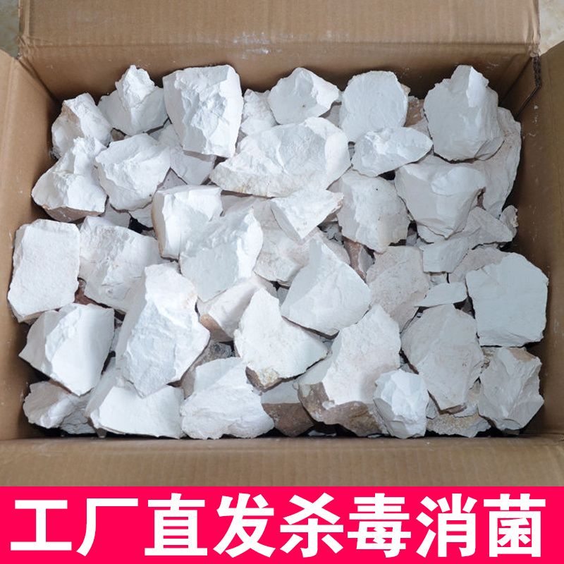 泡石灰干树石灰石灰石灰树冻树木生石p柿块防灰子过冬干