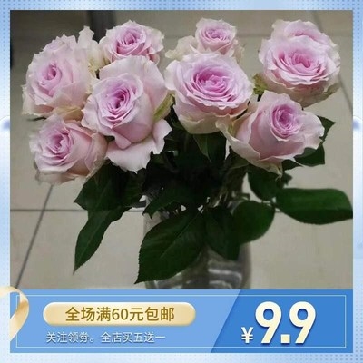 【】稀有品种/粉钻 玫瑰/a大花苞怒放型/粉色勤花小苗