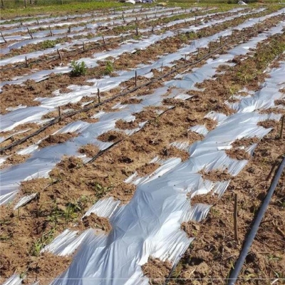 直销黑白色塑料防草防护果不透光蔬菜D苗好用花地膜农用黑膜隔离