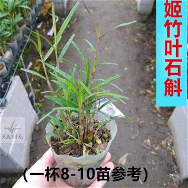 室内盆栽比多肉好l养绿o植物姬竹叶石斛竹叶石斛浓香型石斛花卉兰