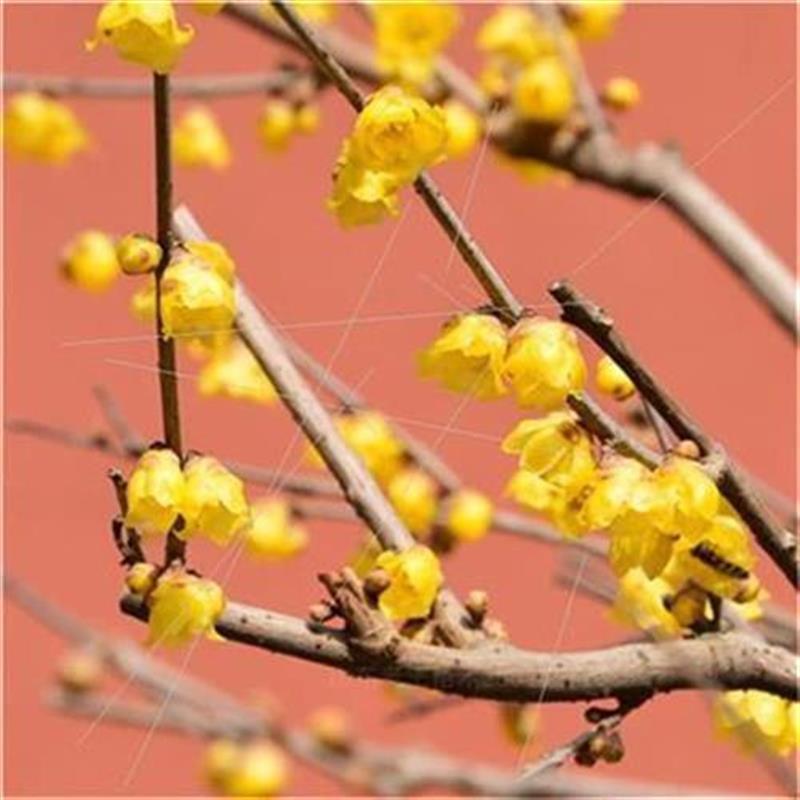 2021f浓香型素心腊梅rr花树苗梅花盆栽bk带a花苞发货