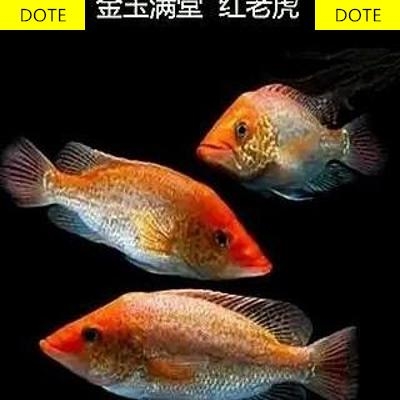 老虎鱼 观赏鱼红老虎鱼凶u猛鱼热带中大型淡水金玉满堂鱼家养鱼.