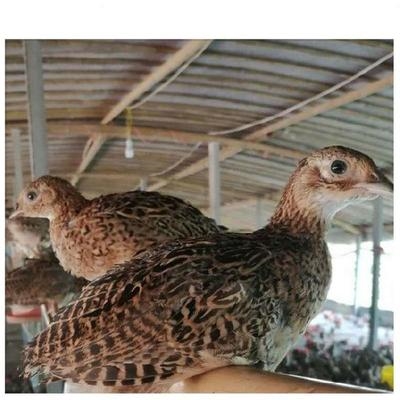 i贵妃鸡a初生脱温雉鸡七彩山鸡活苗包活杂粮辅食活土鸡芦花鸡贵妇