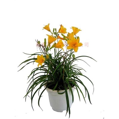 萱草花苗大花萱草花多年生宿根a耐寒四季常青庭院河道