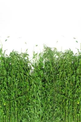 兔子新苜蓿小干草