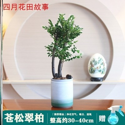 小叶紫檀树桩檀香木盆栽室内净z化空气四季常青小绿植客厅造型盆