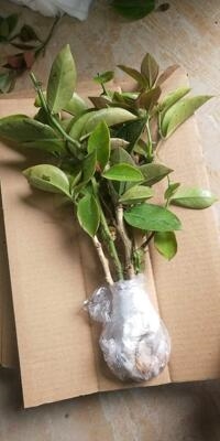 叶仙嫁接蟹爪兰成品双层种植大d盆叶片花开植物夹子