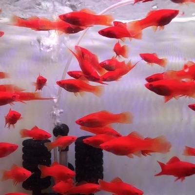 胎生鱼红箭鱼  新手r鱼易养活易繁殖观赏鱼热带小鱼怀孕鱼包活