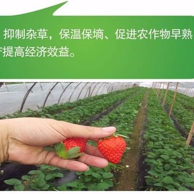 .农用防除草黑白色双面银灰色保温保湿草莓蔬菜一次性塑料薄厚地.