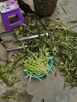 剥笋剥笋机小型剥竹笋去皮机剥壳笋机机器x不锈钢剥笋器