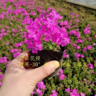 耐寒花卉c.地宿根多南生江年苗樱芝阳台花室外考禄铺【庭院]福四