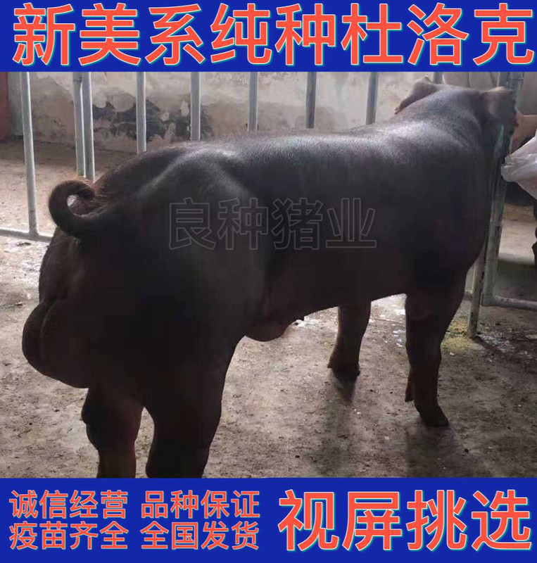 高档原种长白太克母猪新美系杜洛克公猪苏太孕约二元大猪代长奢华