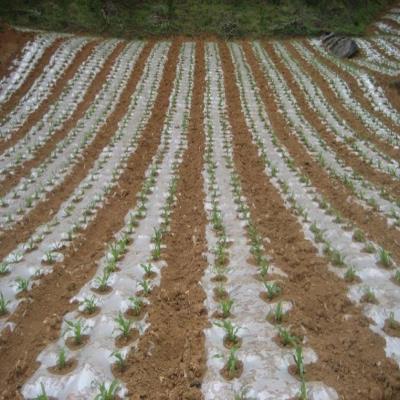 速发尼龙纸塑黑厚明料布塑料薄膜料色地膜中膜加透膜无滴大棚塑料